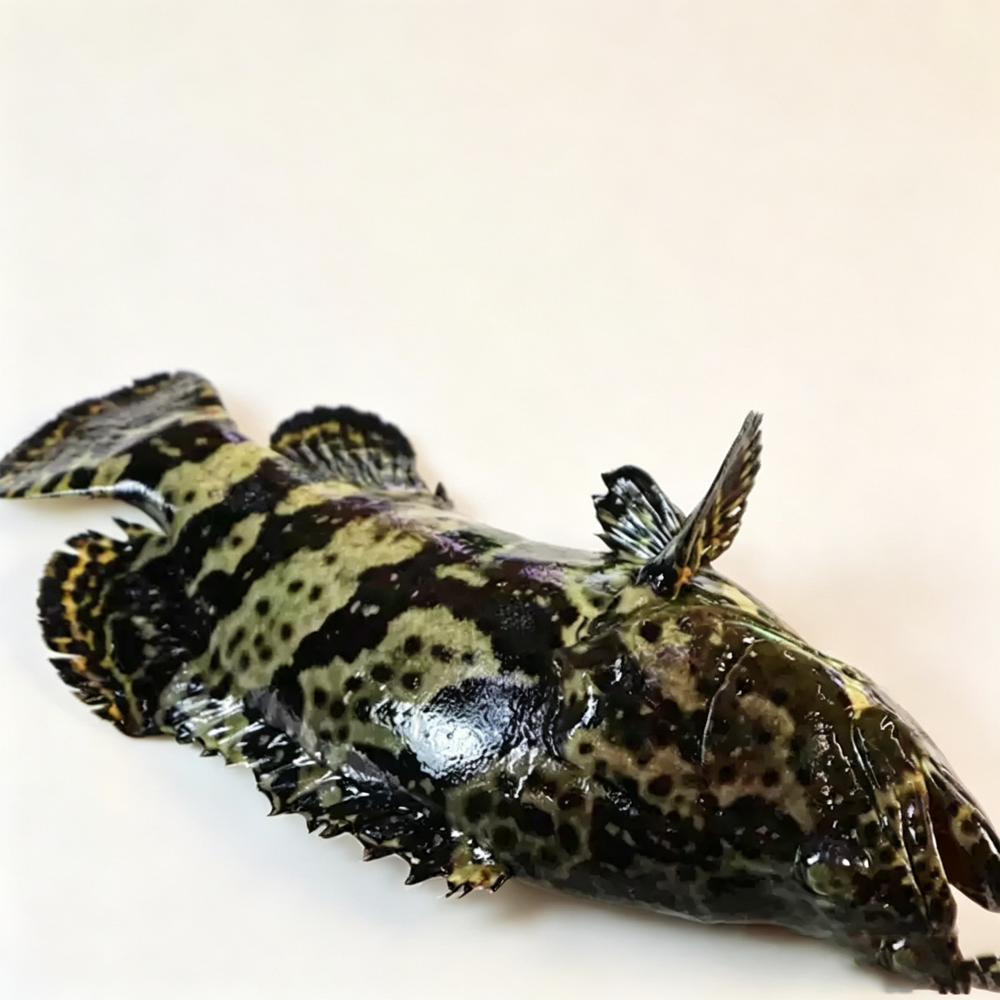 Frozen Whole Grouper