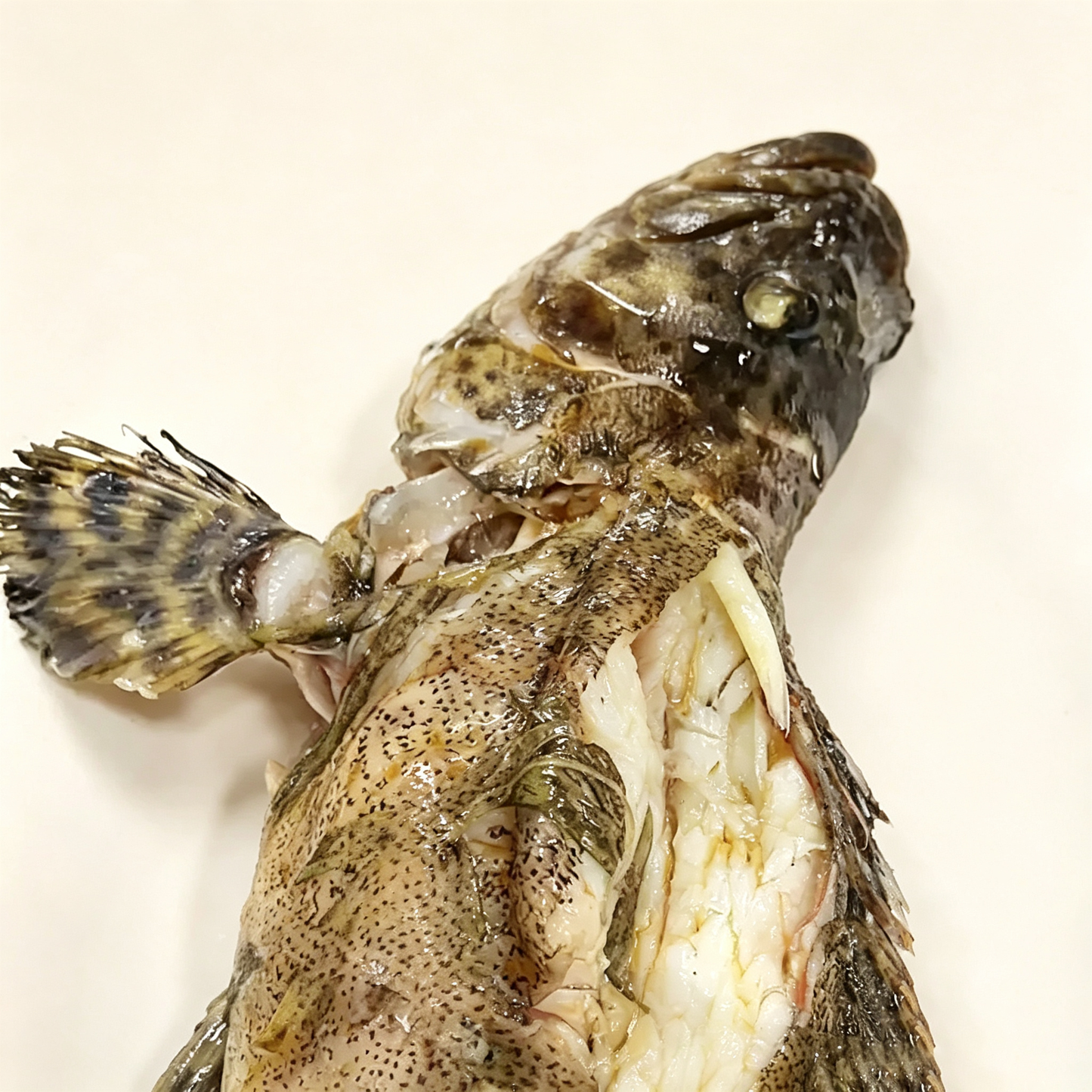 Frozen Whole Grouper