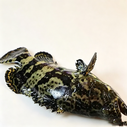 Frozen Whole Grouper