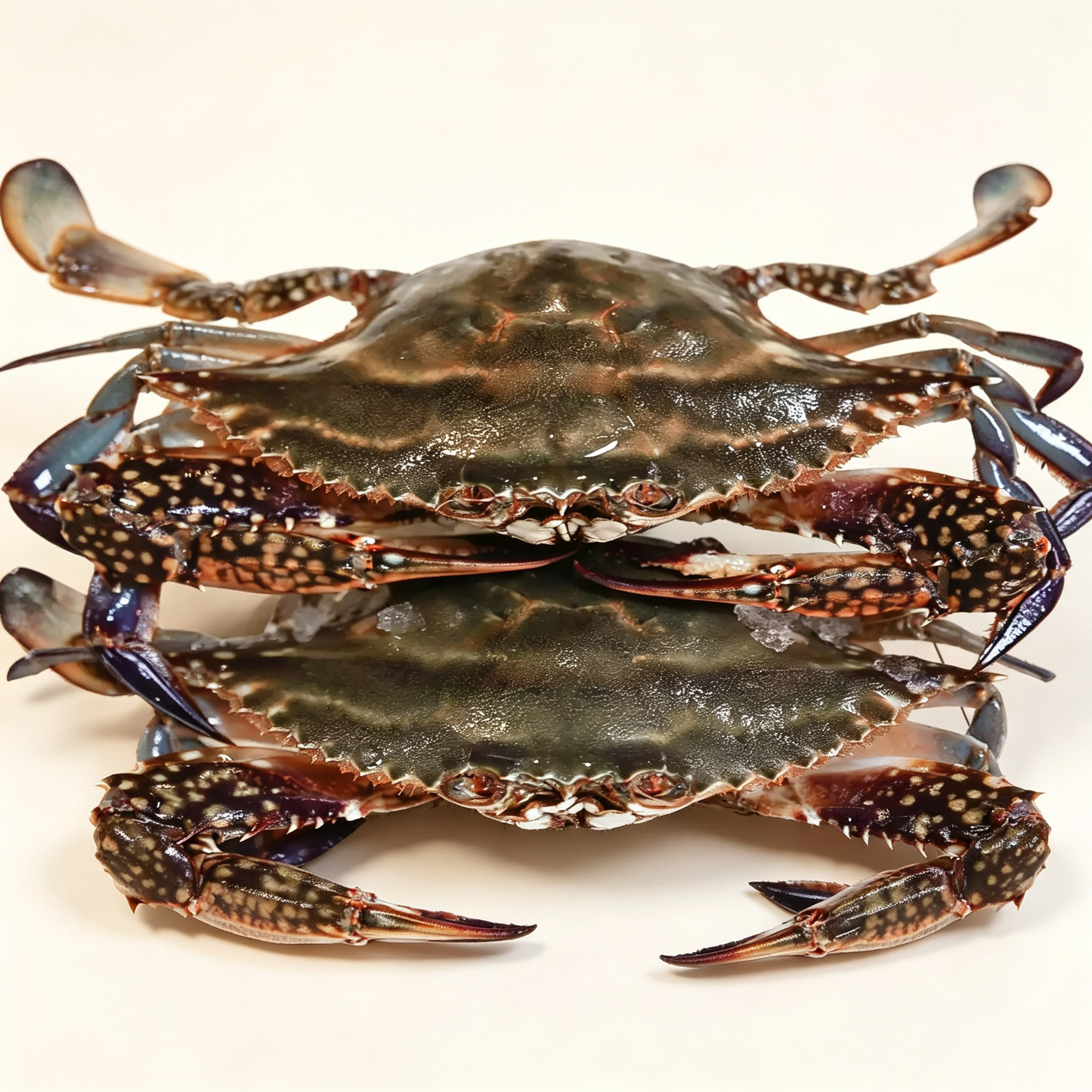 Live Swimming Crab