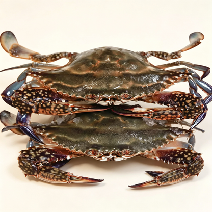 Live Swimming Crab